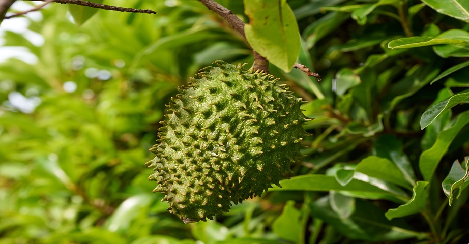 Graviola-Frucht am Baum