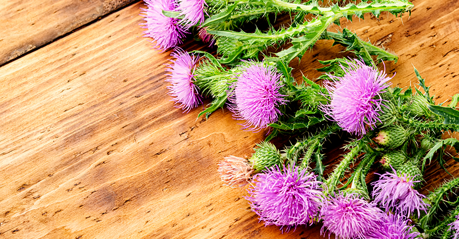 Schutz der Leber und andere gesundheitsfördernde Wirkungen der Mariendistel.