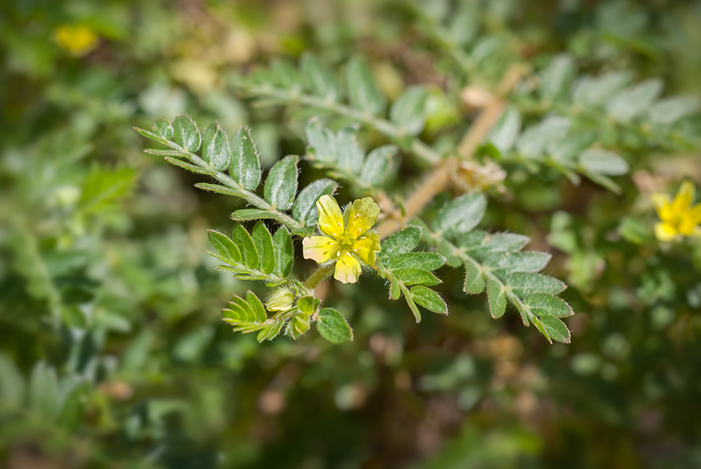 Erd-Burzeldorn (Tribulus terrestris) für Libido, Fruchtbarkeit und mehr